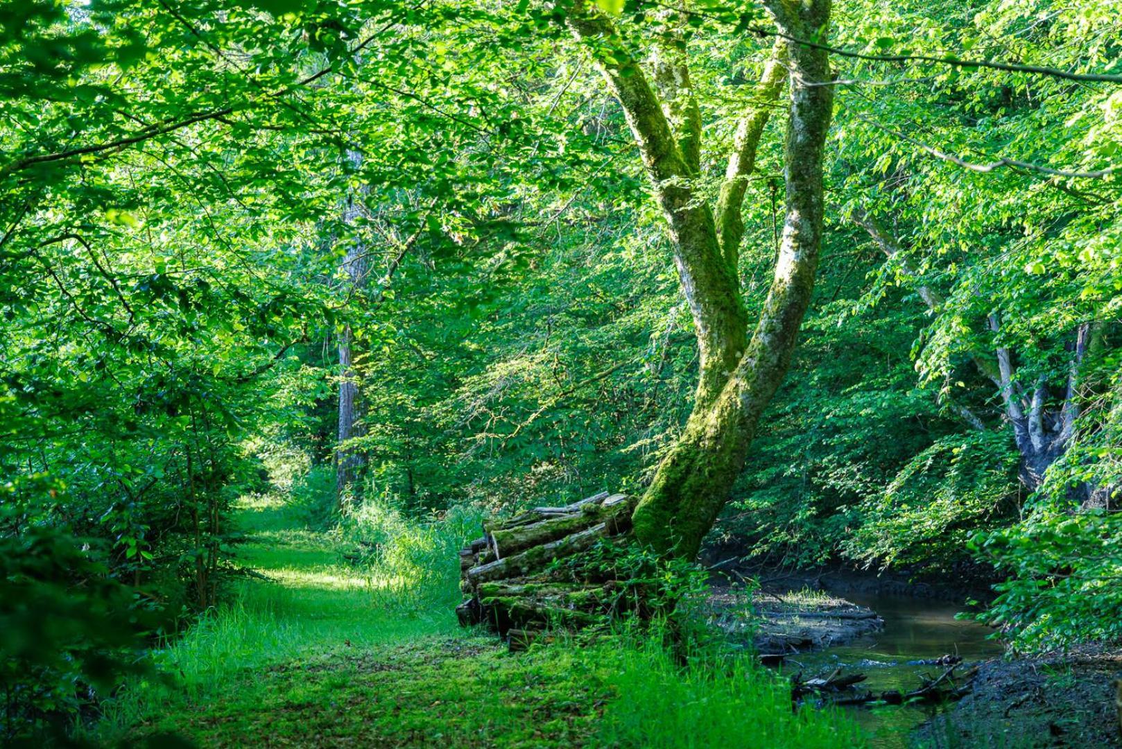 Moulin De Retord, Cote Etang - Chambres D'Hotes Perassay エクステリア 写真