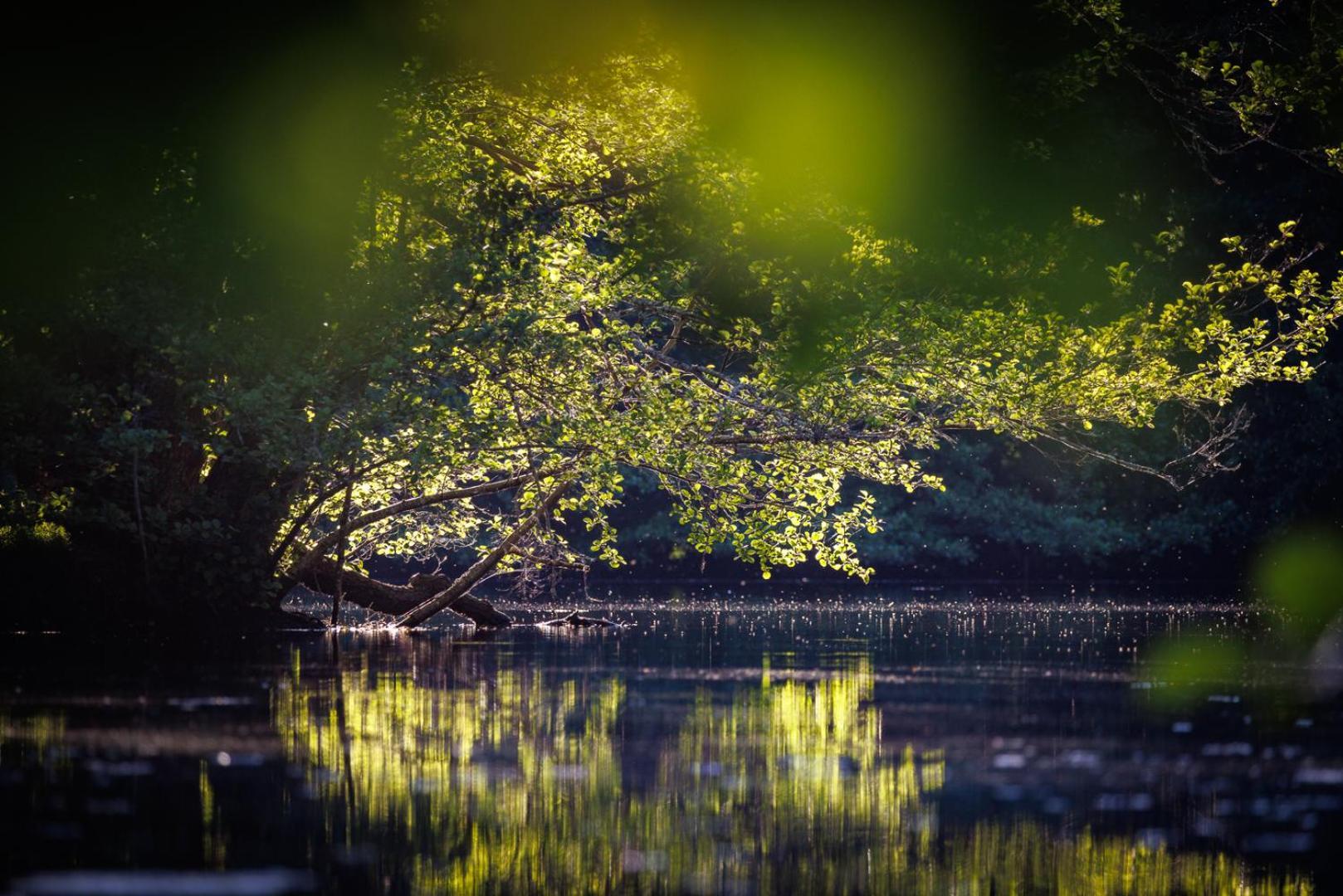 Moulin De Retord, Cote Etang - Chambres D'Hotes Perassay エクステリア 写真